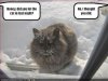 ican-cold-cat.jpg