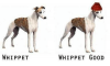 whippet-good.png