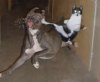 cat_dog_fight-794192.jpg