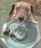 dog-water-fountain-by-thetorpedodog.jpg