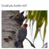 woodpecker.jpg