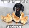 Chickmagnet.jpg