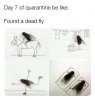 flys.jpg